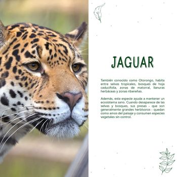 Polo Jungle Jaguar para  Hombre