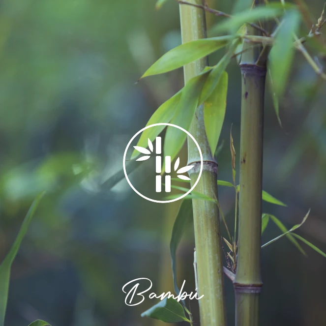 Bambú
